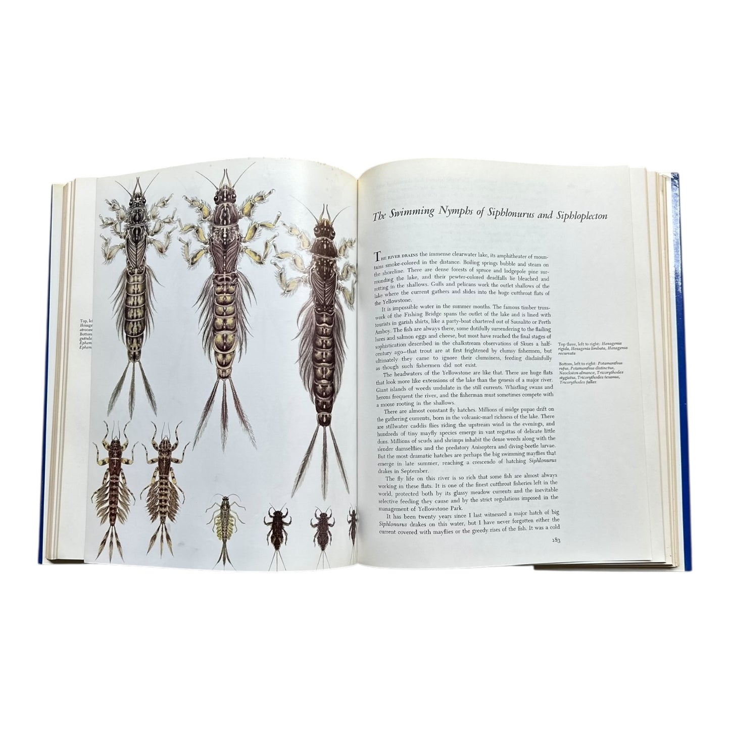 Nymphs fly fishing book by ERNEST
SCHWIEBERT