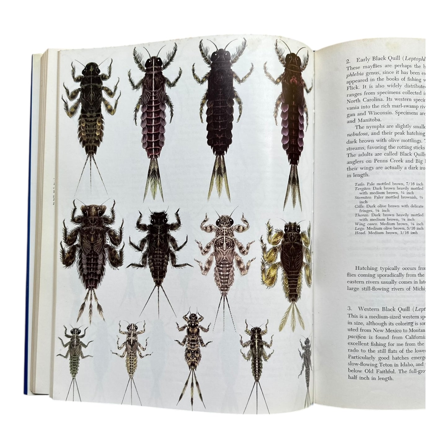 Nymphs fly fishing book by ERNEST
SCHWIEBERT